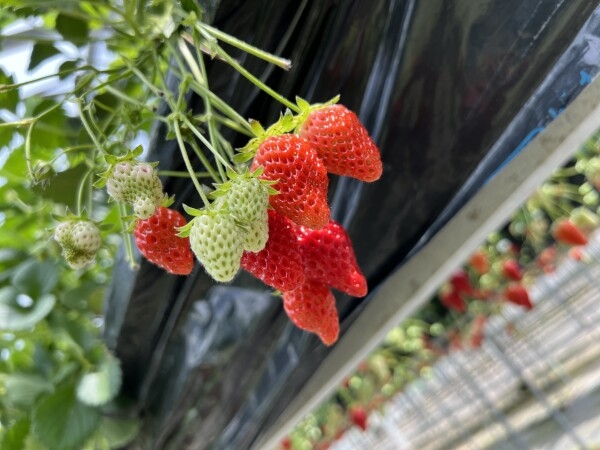 食欲の夏Ψ( 'ω'* )